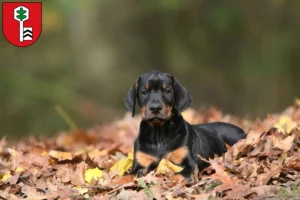 Mehr über den Artikel erfahren Dobermann Züchter und Welpen in Velbert