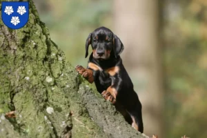 Mehr über den Artikel erfahren Dobermann Züchter und Welpen in Viersen