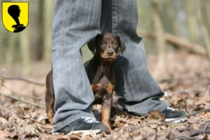 Mehr über den Artikel erfahren Dobermann Züchter und Welpen in Villach