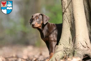 Mehr über den Artikel erfahren Dobermann Züchter und Welpen in Villingen-Schwenningen