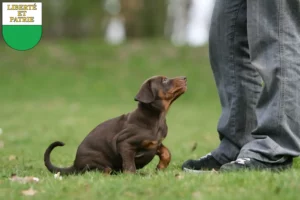 Mehr über den Artikel erfahren Dobermann Züchter und Welpen in Waadt