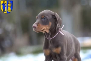 Mehr über den Artikel erfahren Dobermann Züchter und Welpen in Waldshut-Tiengen