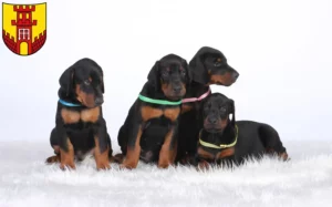 Mehr über den Artikel erfahren Dobermann Züchter und Welpen in Warendorf