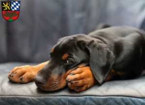 Mehr über den Artikel erfahren Dobermann Züchter und Welpen in Weiden in der Oberpfalz