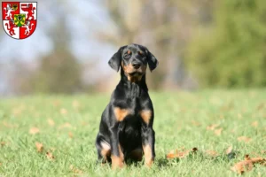 Mehr über den Artikel erfahren Dobermann Züchter und Welpen in Weingarten
