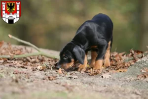 Mehr über den Artikel erfahren Dobermann Züchter und Welpen in Weißenburg in Bayern