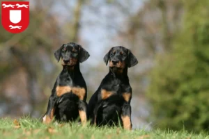 Mehr über den Artikel erfahren Dobermann Züchter und Welpen in Wesel