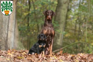 Mehr über den Artikel erfahren Dobermann Züchter und Welpen in Westerstede