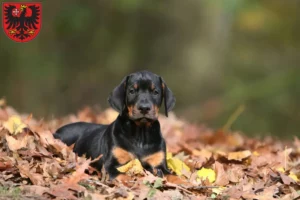 Mehr über den Artikel erfahren Dobermann Züchter und Welpen in Wetzlar
