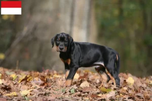 Mehr über den Artikel erfahren Dobermann Züchter und Welpen in Wien