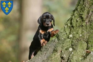 Mehr über den Artikel erfahren Dobermann Züchter und Welpen in Wiesbaden