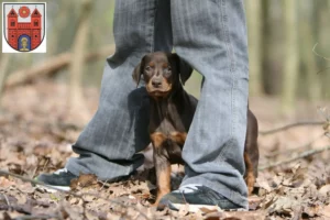 Mehr über den Artikel erfahren Dobermann Züchter und Welpen in Wildeshausen
