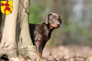 Mehr über den Artikel erfahren Dobermann Züchter und Welpen in Wilhelmshaven