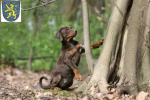 Mehr über den Artikel erfahren Dobermann Züchter und Welpen in Winsen (Luhe)