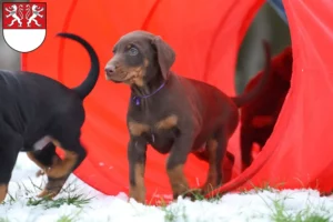 Mehr über den Artikel erfahren Dobermann Züchter und Welpen in Witten