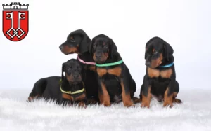 Mehr über den Artikel erfahren Dobermann Züchter und Welpen in Wittlich