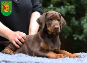 Mehr über den Artikel erfahren Dobermann Züchter und Welpen in Wittmund