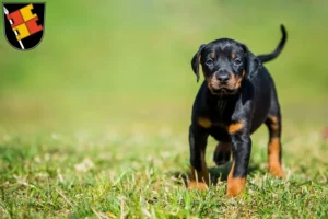 Mehr über den Artikel erfahren Dobermann Züchter und Welpen in Würzburg