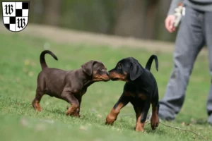 Mehr über den Artikel erfahren Dobermann Züchter und Welpen in Wunsiedel