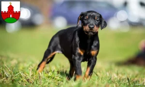 Mehr über den Artikel erfahren Dobermann Züchter und Welpen in Zirndorf
