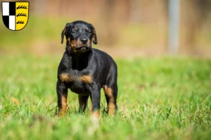 Mehr über den Artikel erfahren Dobermann Züchter und Welpen im Zollernalbkreis