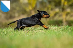 Mehr über den Artikel erfahren Dobermann Züchter und Welpen in Zürich