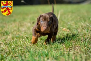 Mehr über den Artikel erfahren Dobermann Züchter und Welpen in Zweibrücken