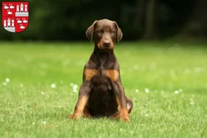 Mehr über den Artikel erfahren Dobermann Züchter und Welpen in Zwickau