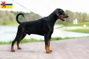 Mehr über den Artikel erfahren Dobermann Züchter und Welpen in Limburg
