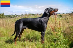 Mehr über den Artikel erfahren Dobermann Züchter und Welpen in Nordholland
