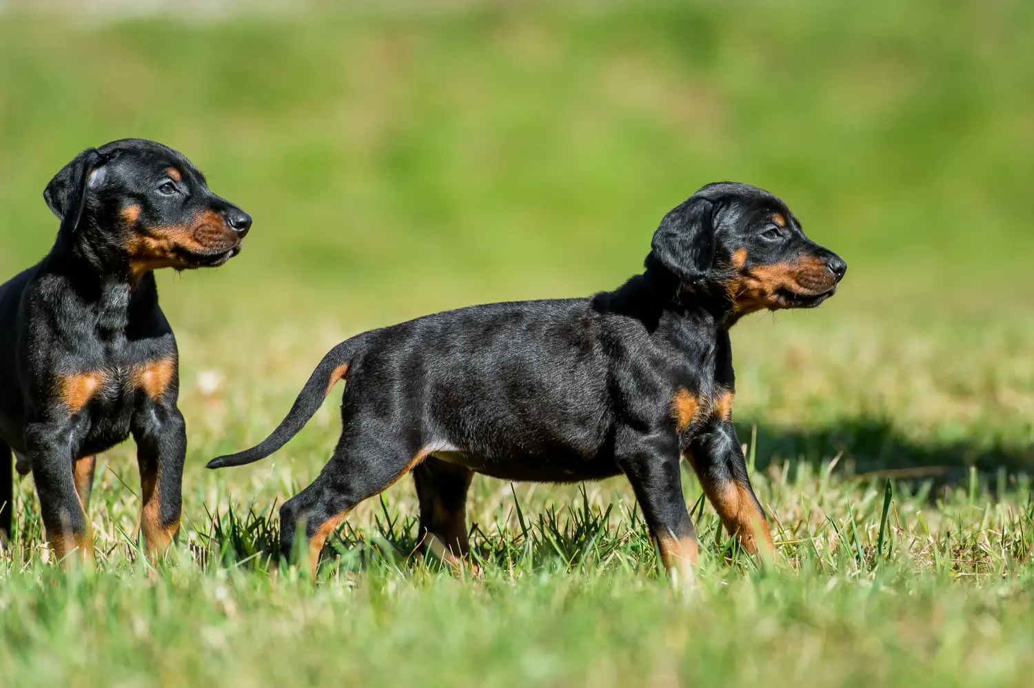 Einen Dobermann Welpen zu kaufen, bedeutet Verantwortung zu übernehmen! Dobermann Welpen kaufen.