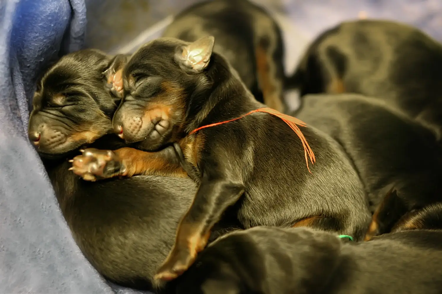 Einen Dobermann Welpen zu kaufen, bedeutet Verantwortung zu übernehmen! Dobermann Welpen kaufen.