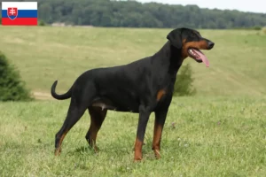 Mehr über den Artikel erfahren Dobermann Züchter und Welpen in der Slowakei