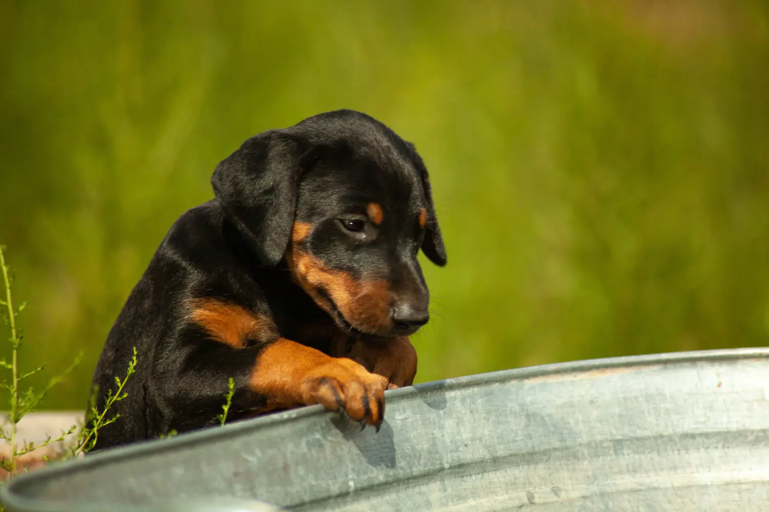 Einen Dobermann Welpen zu kaufen, bedeutet Verantwortung zu übernehmen! Dobermann Welpen kaufen.