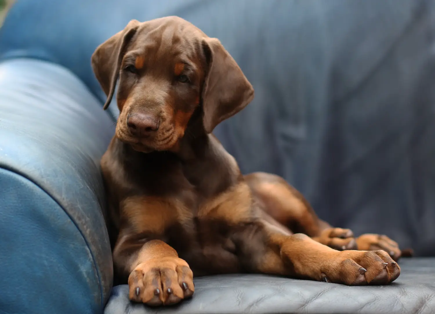 Einen Dobermann Welpen zu kaufen, bedeutet Verantwortung zu übernehmen! Dobermann Welpen kaufen.