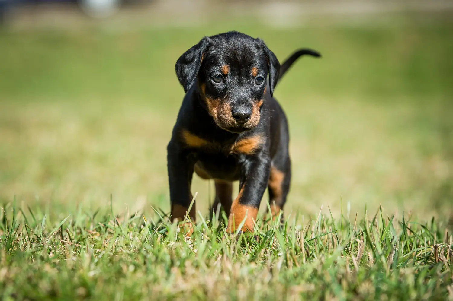 Einen Dobermann Welpen zu kaufen, bedeutet Verantwortung zu übernehmen! Dobermann Welpen kaufen.