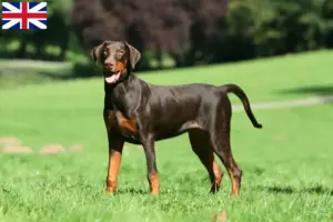 Mehr über den Artikel erfahren Dobermann Züchter und Welpen in Großbritannien