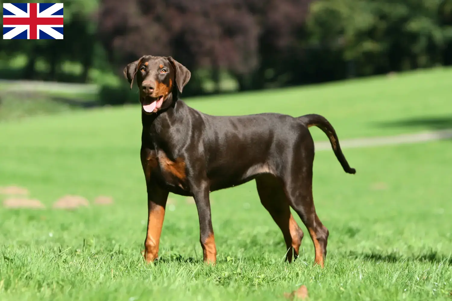 Mehr über den Artikel erfahren Dobermann Züchter und Welpen in Großbritannien