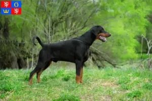 Mehr über den Artikel erfahren Dobermann Züchter und Welpen in Hradec Králové