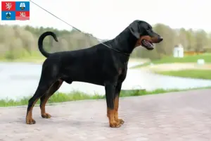 Mehr über den Artikel erfahren Dobermann Züchter und Welpen in Karlsbad