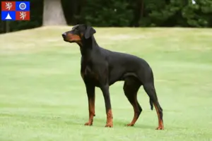 Mehr über den Artikel erfahren Dobermann Züchter und Welpen in Liberec