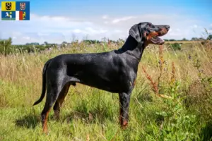 Mehr über den Artikel erfahren Dobermann Züchter und Welpen in Mähren-Schlesien