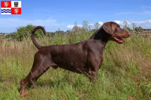 Mehr über den Artikel erfahren Dobermann Züchter und Welpen in Mittelböhmen