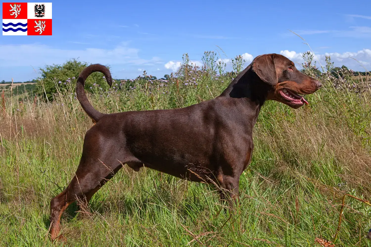 Mehr über den Artikel erfahren Dobermann Züchter und Welpen in Mittelböhmen