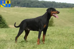 Mehr über den Artikel erfahren Dobermann Züchter und Welpen in Olmütz