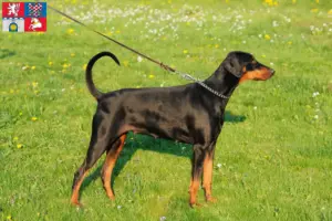 Mehr über den Artikel erfahren Dobermann Züchter und Welpen in Pardubice