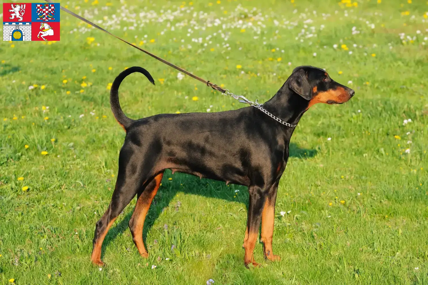 Dobermann Welpen und Züchter Pardubice Hier findest Du Dobermänner Züchter in Pardubice.