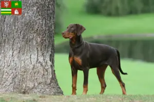 Mehr über den Artikel erfahren Dobermann Züchter und Welpen in Pilsen