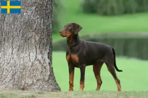 Mehr über den Artikel erfahren Dobermann Züchter und Welpen in Schweden