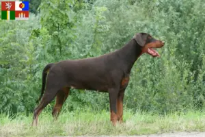Mehr über den Artikel erfahren Dobermann Züchter und Welpen in Südböhmen